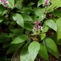 Coleus kanneliyensis L.H.Cramer & S. Balas.